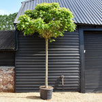 Catalpa Bungei | Indian bean tree - Girth 20cm - 350-360cm - 130lt