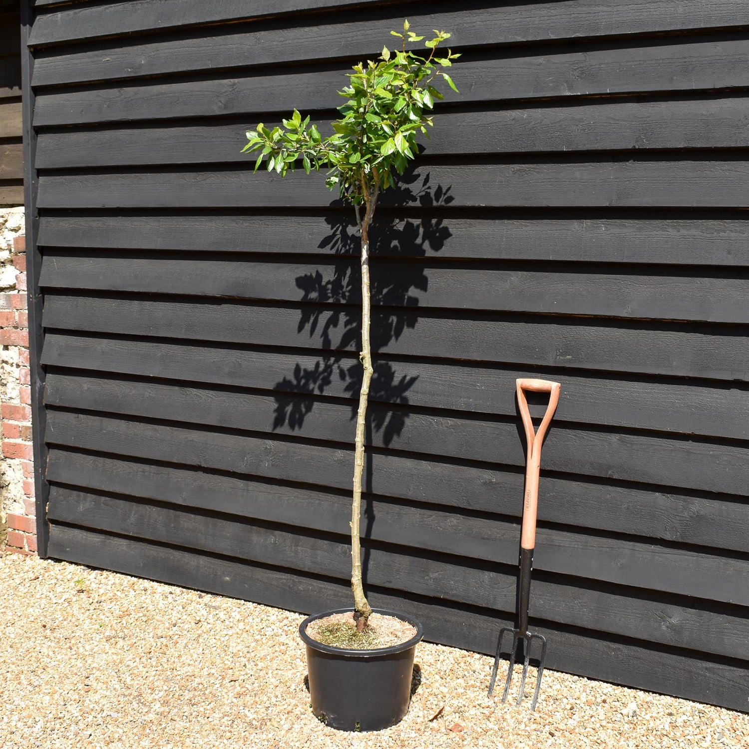 Plum tree Japanese - Santa Rosa | Prunus domestica - Height 100-120cm - 20lt