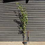 Chinese Red Birch | Betula albosinensis 'Fascination' - Height 160-200cm - 12lt
