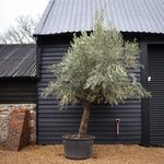 Olive Tree | Olea Europea - Specimen 18A - Gnarly Three Branched - Trunk height 90cm - Height 260-280cm - 230lt