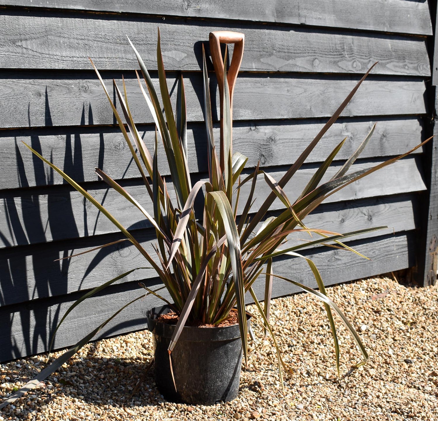 Phormium 'Rainbow Queen' - Height 60-80cm - 10lt