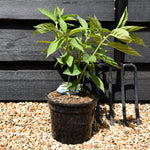 Hydrangea paniculata 'Phantom' 3lt