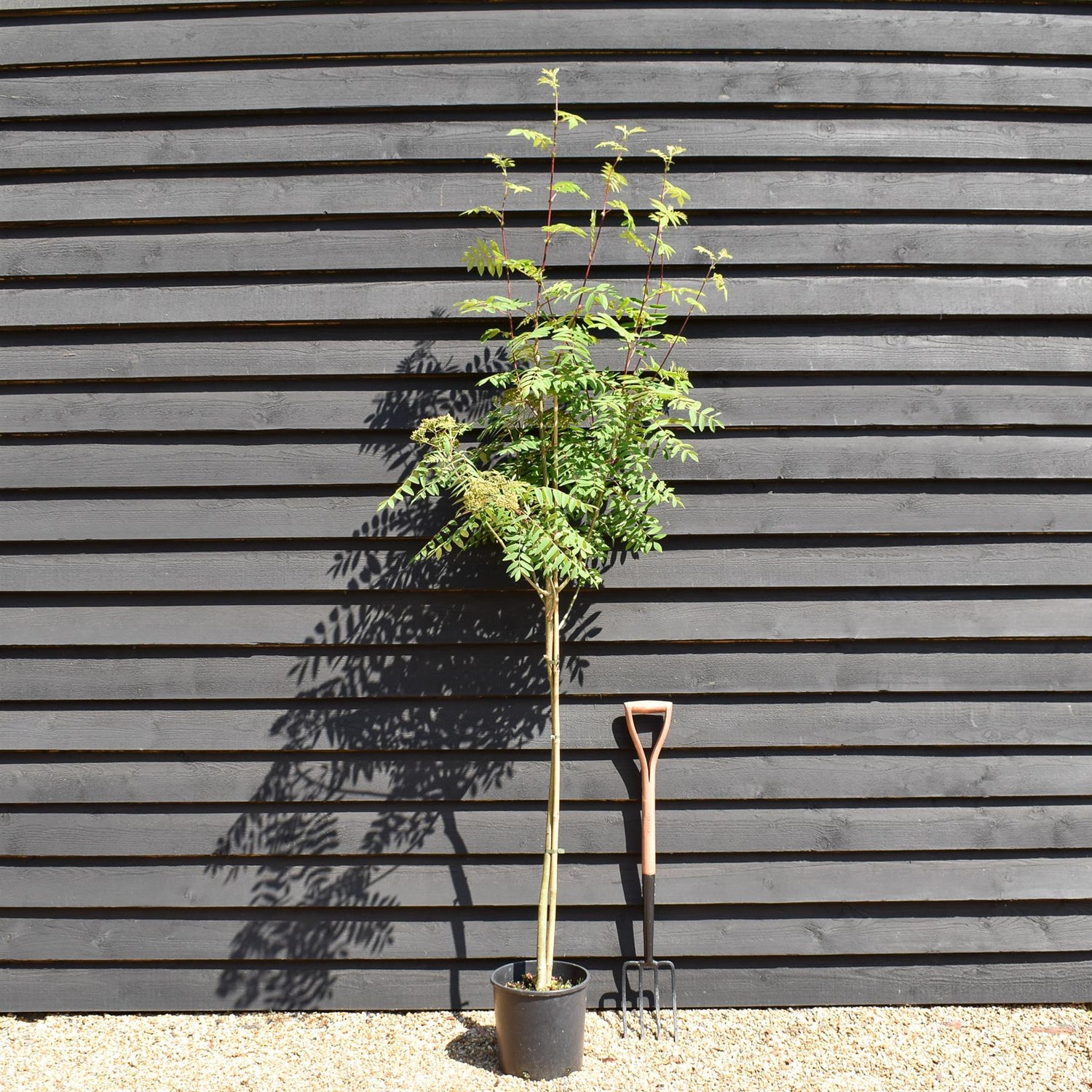 Sorbus aucuparia | European Mountain Ash - Height 160-220cm - Girth 4-8cm - Pot Grown - 12lt
