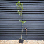 Davidia involucrata - Handkerchief Tree - Height 200-250cm - 20lt