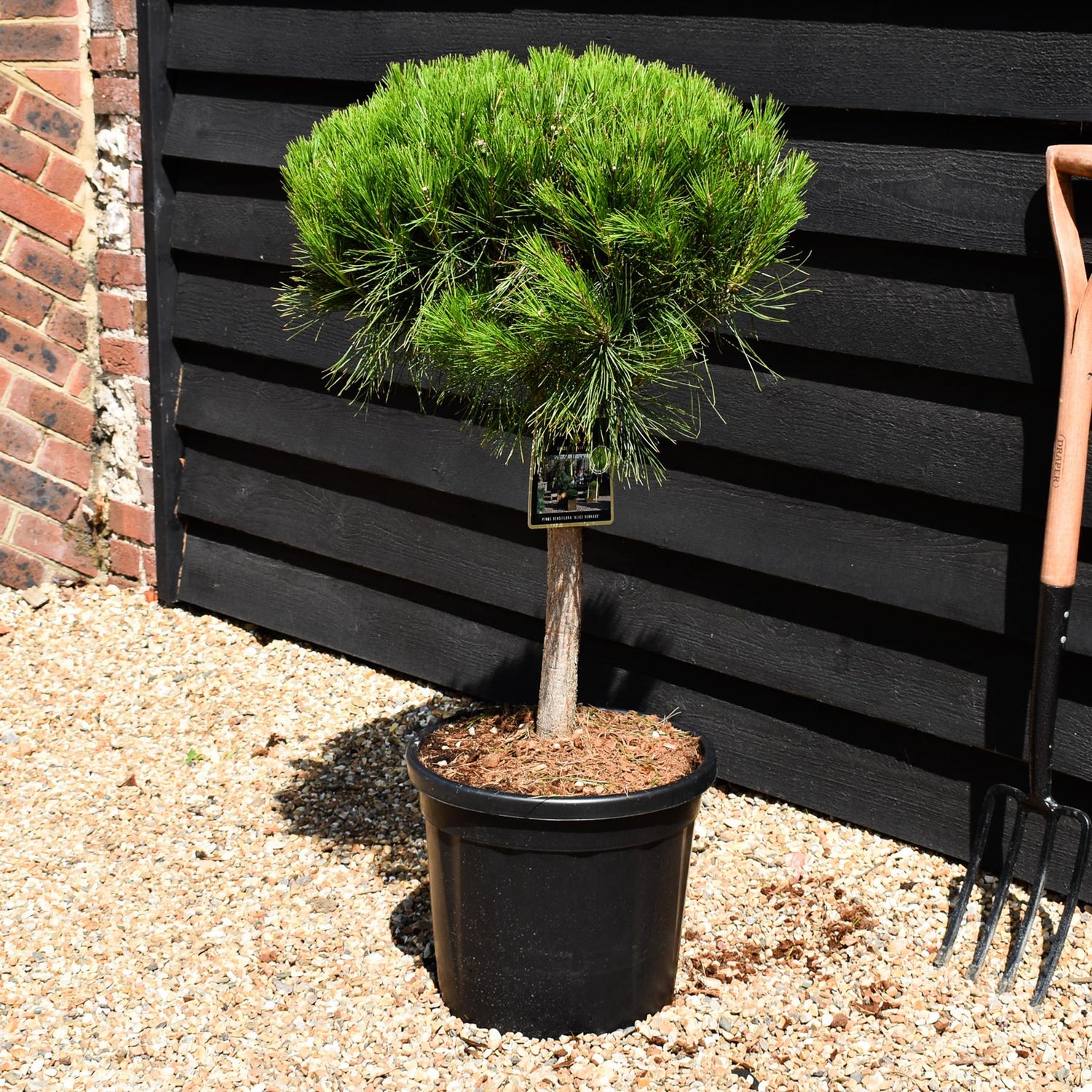 Pinus densiflora 'Alice Verkade' - Clear Stem 40cm - Girth 12-14cm - Height 70-80cm - Width 40-50cm - 20lt