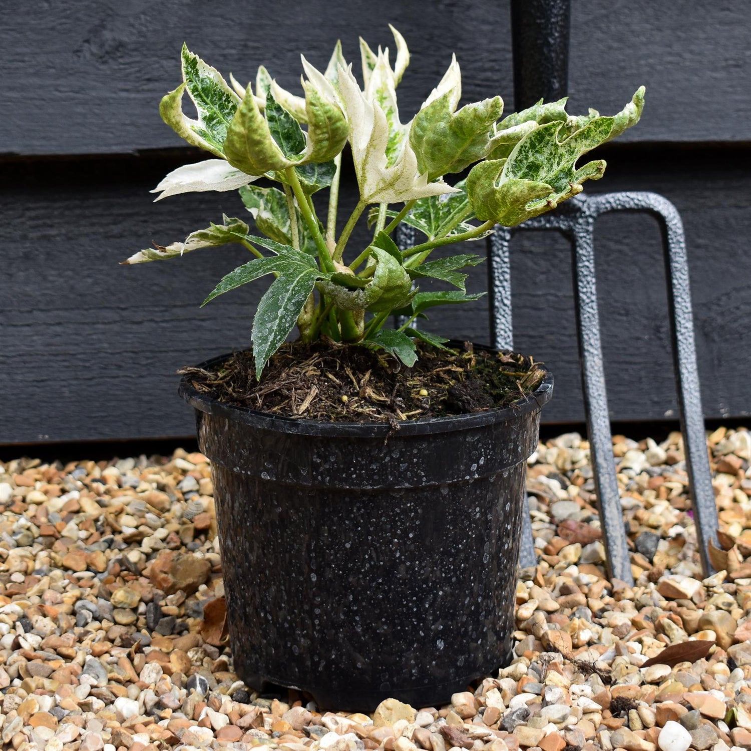 Fatsia japonica 'Spider's Web' - 35-40cm, 5lt