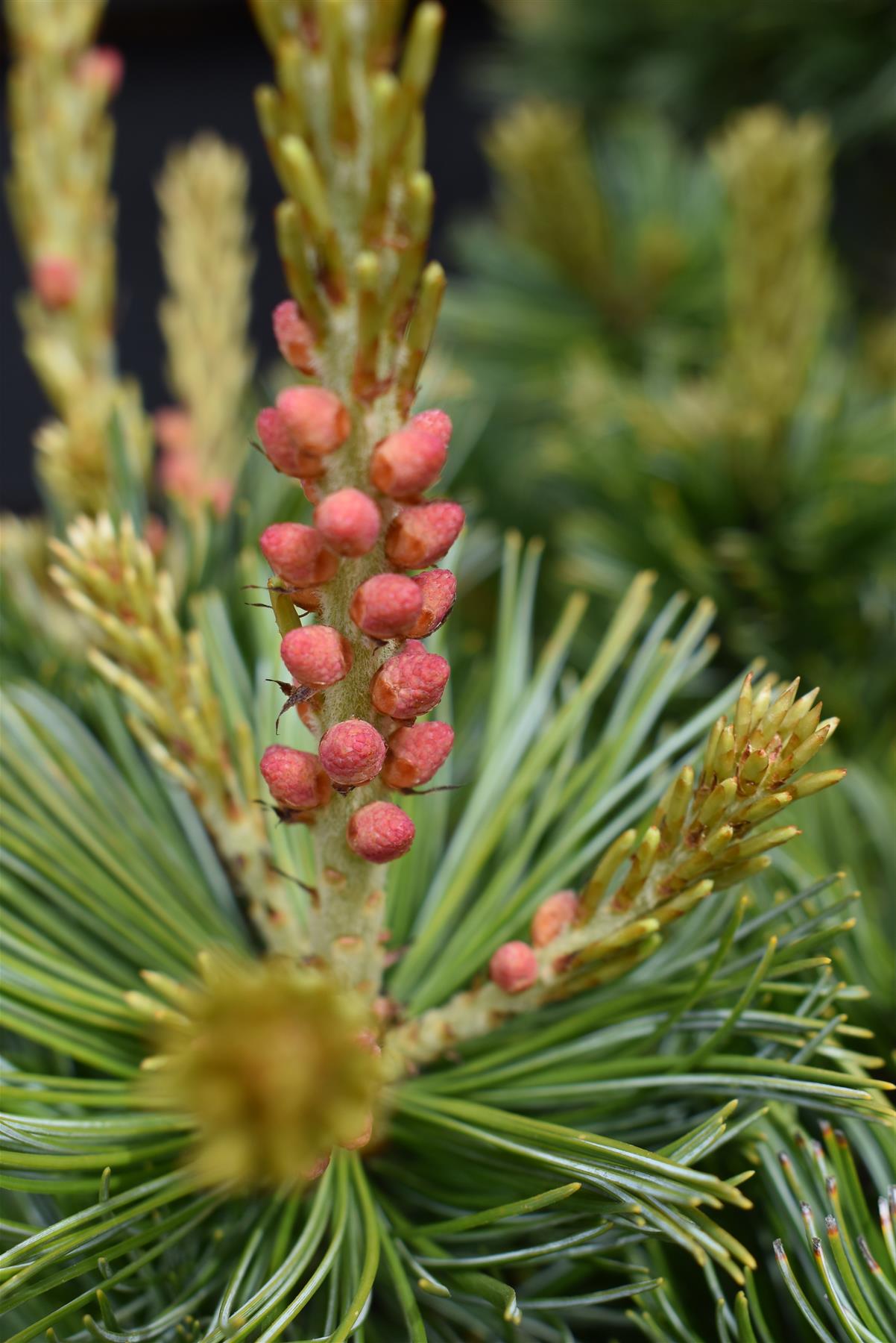 Pinus parviflora 'Ara kawa' | Japanese white pine - Height 70-80cm - Width 40-50cm - 11lt