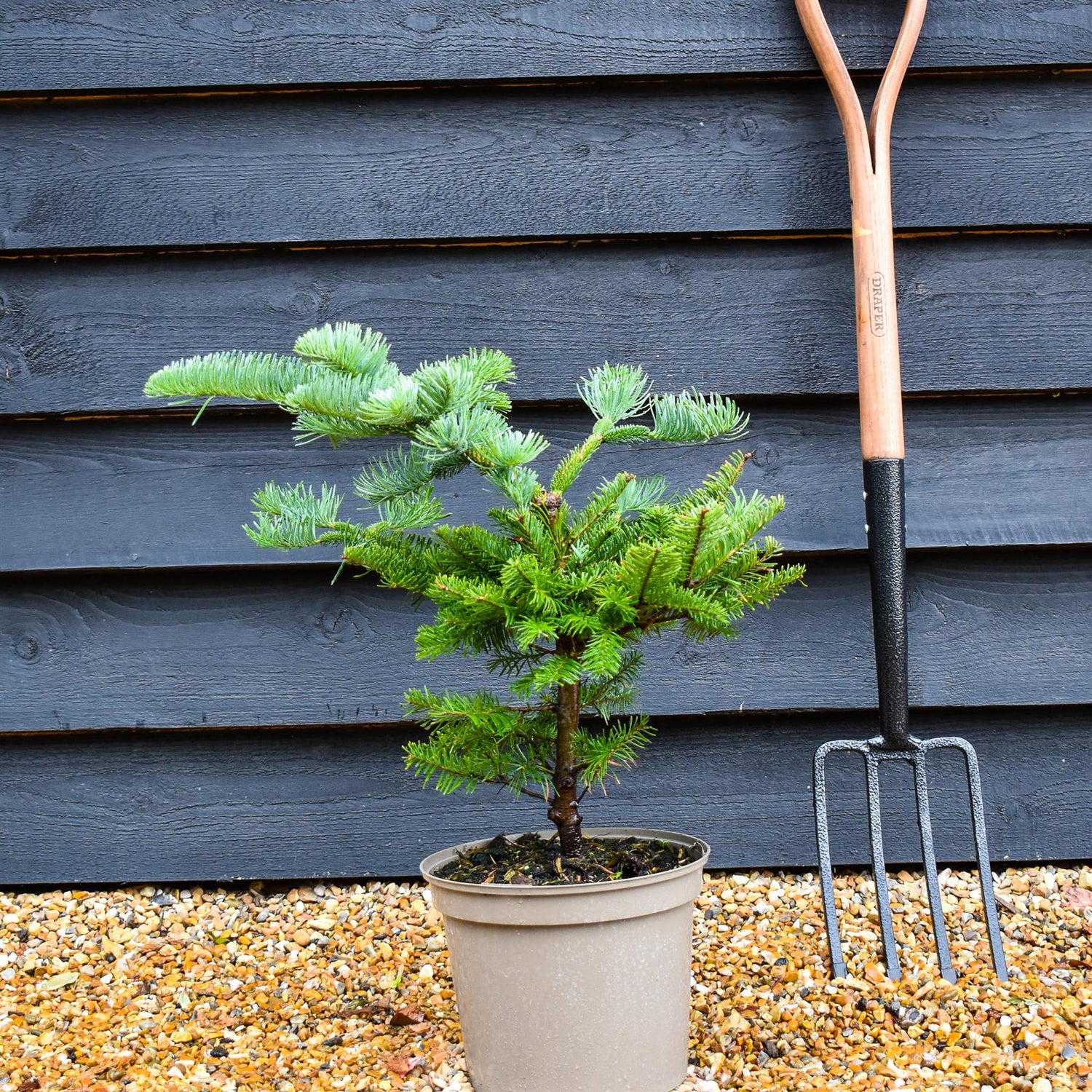 Noble Fir | Abies nobilis (procera) - Height 40-50cm - Pot Grown - 5lt