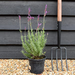 Lavandula stoechas Papillion | French Lavender - 10-30cm, 3lt