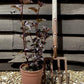 Physocarpus opulifolius 'Midnight' | 'Midnight' Ninebark - 20-60cm - 12lt