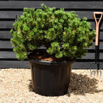 Pinus mugo 'Wintergold' - Height 60-70cm - Width90-100cm - 80lt