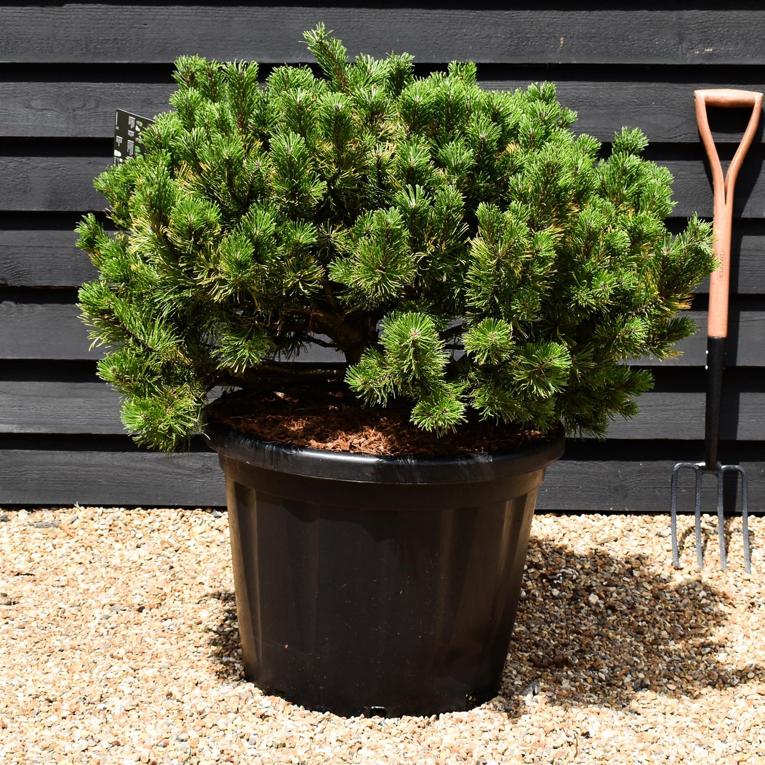 Pinus mugo 'Wintergold' - Height 60-70cm - Width90-100cm - 80lt