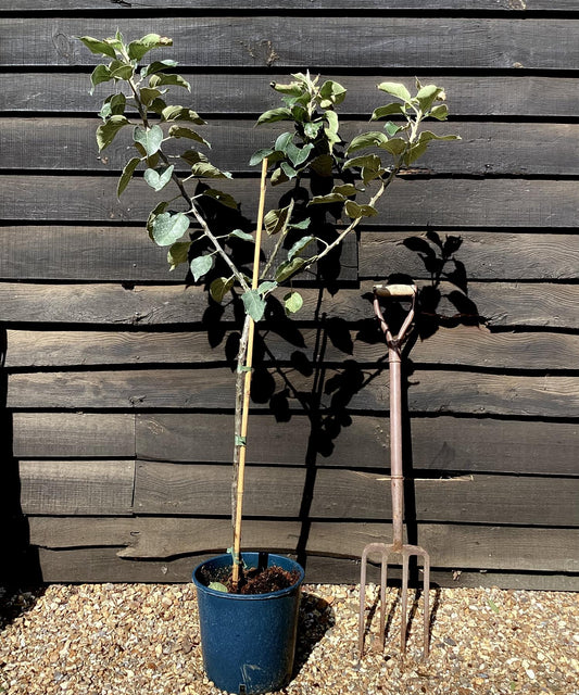 Apple tree 'Bramley's Seedling' | Malus domestica - MM106 - Ultra-Dwarfing - 130-140cm - 10lt