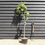 Fig - Ficus carica 'Noire de Caromb' - Clear Stem 80-90cm - Height 160-170cm - 10lt