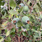 Feijoa sellowiana | Pineapple Guava - Parachute - Bowl - Height 80-100cm - 40lt