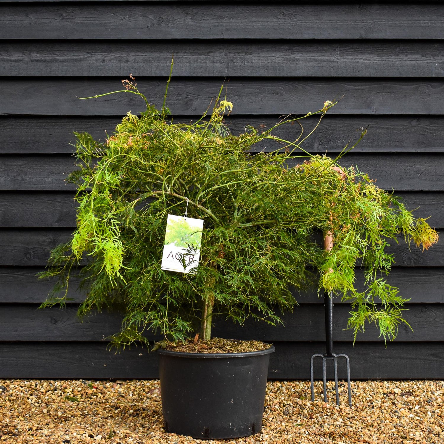 Acer palmatum Dissectum | laceleaf Japanese maple - Weeping - Clear Stem 40cm - Height 100-120cm - 35lt