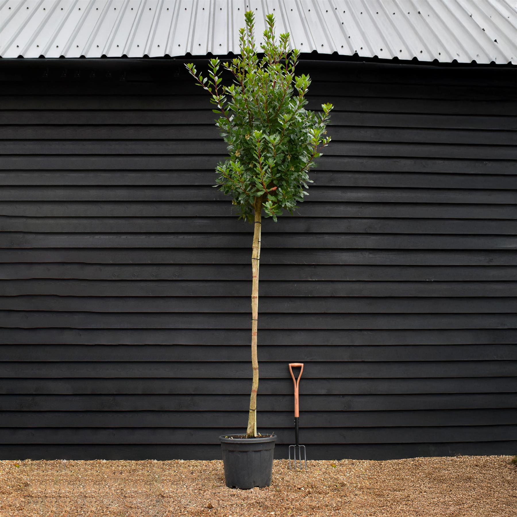 Arbutus Unedo Tree Strawberry Tree Standard Girth 12 14cm Heig arbutus-unedo-tree-strawberry-tree-standard-girth-12-14cm-heig