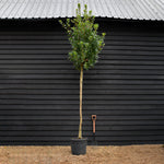 Arbutus unedo Tree | Strawberry Tree - Standard - Girth 12-14cm - Height 330-350cm - 45lt