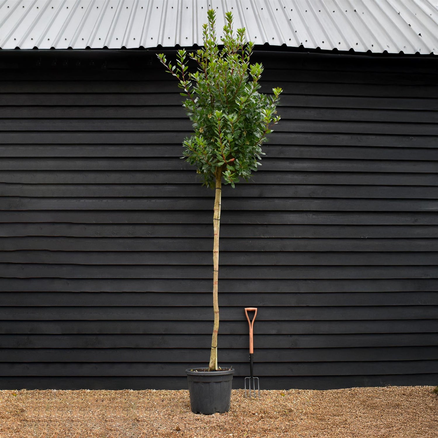 Arbutus unedo Tree | Strawberry Tree - Standard - Girth 12-14cm - Height 330-350cm - 45lt