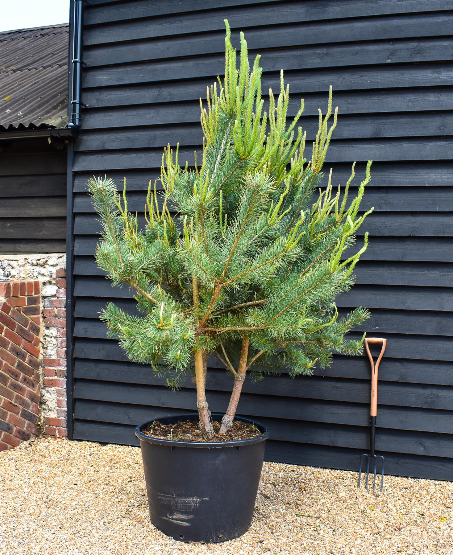 Scots Pine | Pinus sylvestris - Multistem - Height 190-200cm - 140lt
