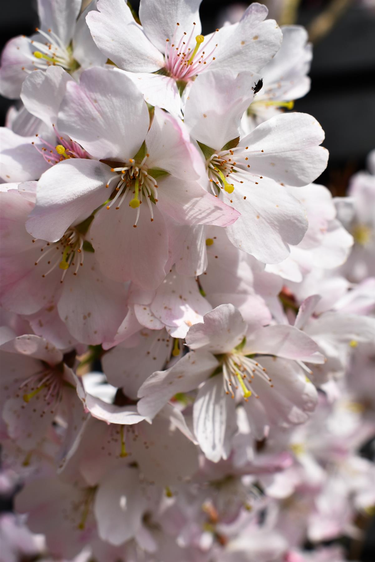 Prunus Pandora | Cherry 'Pandora' - Height 180-220cm - 12lt