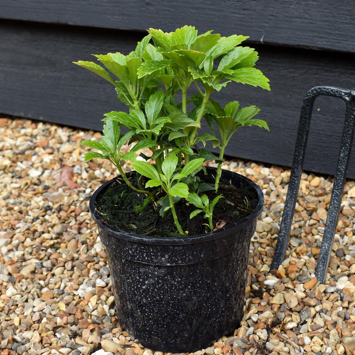 Japanese spurge | Pachysandra terminalis 'Green Carpet' - Height 10cm Width 10-20cm - 2lt