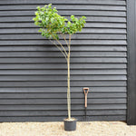 Cercis chinensis Shirobana- Height 200-220cm - 20lt