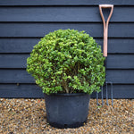 Ilex Crenata Convexa - Ball - Height 70cm - 40lt