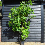 Liriodendron tulipifera | Tulip Tree - Height 220-250cm - Girth 10-12cm - 30lt