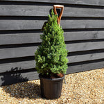 Picea glauca 'Sander's Blue' | Alberta spruce - Height 70-80cm - 11lt