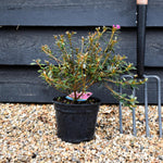 Azalea Japonica 'Amoena' - Height 18-25cm - Bushy - 2lt