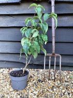 Cornus kousa - 3lt