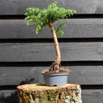 Hoop Pine | Araucaria 'Cunninghami' - Colonial Pine - House Plant - Height 30-40cm - 1lt