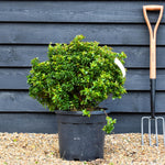 Holly | Ilex 'Little Rascal' - Ball - Height 50cm Width 50cm - 20lt