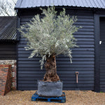 Olive Tree | Olea Europea - Specimen 24A - Gnarly Girth 135cm - Trunk height 110cm - Height 250-270cm - 285lt