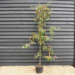 Malus 'Rudolph' - Crab Apple - Height 220-240cm - 20lt