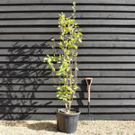 Magnolia Yulan - Shrub - Height 180cm - 45lt