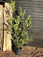 Prunus laurocerasus Marbled White | Cherry Laurel 'Castlewellan' - 20lt