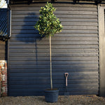 Eriobotrya japonica Tree | Loquat -Standard - Clear Stem 190-200cm - Girth 12-14cm - Height 290-300cm - 70lt