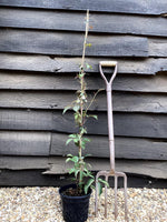 Parthenocissus henryana - 50-60cm - 3lt
