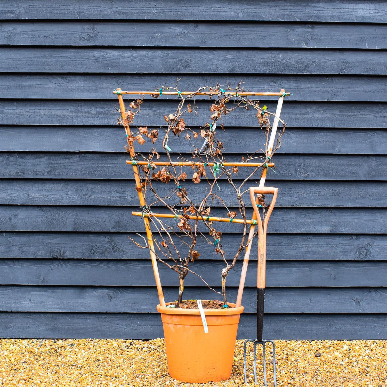 Vitis Vinifera Grape Vine - Framed - Height 90-110cm - 30lt