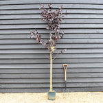 Prunus Nerasifera Pissardii Nigra | Black Cherry Plum - Height 190-250cm, 10lt