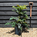 Mahonia Japonica - Height 30-50cm - 12lt
