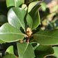 Rhaphiolepis indica | Indian hawthorn - 50-70cm, 10lt