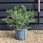 Juniperus 'Grey Owl' -Height 30-40cm - 10lt