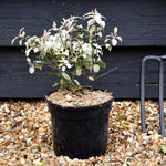 Pittosporum Irene Paterson - Height 20-30cm - 2lt