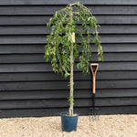 Prunus 'Snow Showers' | Weeping Cherry ‘Snow Showers’ - Height 150-200cm, 10lt