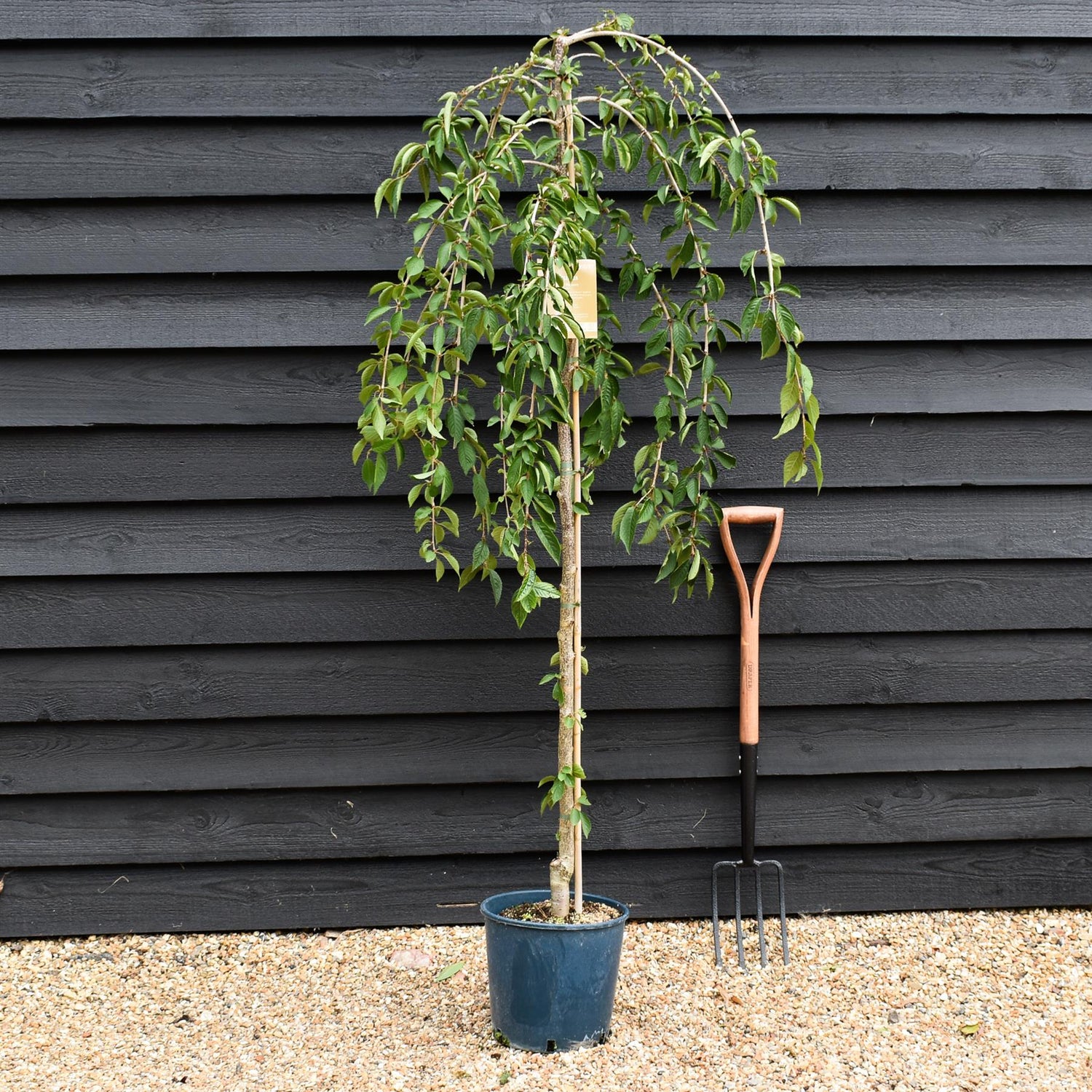 Prunus 'Snow Showers' | Weeping Cherry ‘Snow Showers’ - Height 170-200cm, 10lt