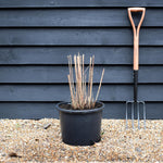 Miscanthus sinensis 'Strictus' | Eulalia 'Strictus' - 55-65cm, 10lt