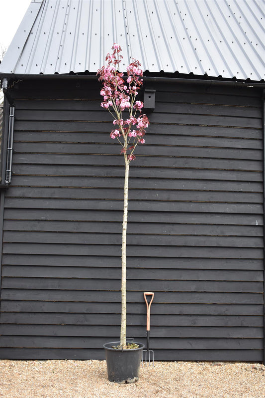 Prunus Royal Burgundy | Cherry 'Royal Burgundy' - 310-340cm, 50lt